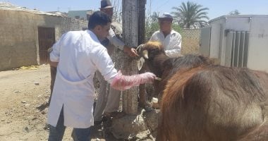 الزراعة تنفذ 431 قافلة علاجية مجانية لخدمة 235 ألف حيوان وطائر في مايو